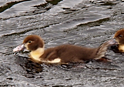 [One duckling swims from right to left in dark-colored water. This duckling has a brown head, yellow neck, tiny yellow wing, brown body, and brown and white wisps of tail feathers sticking in the air.]